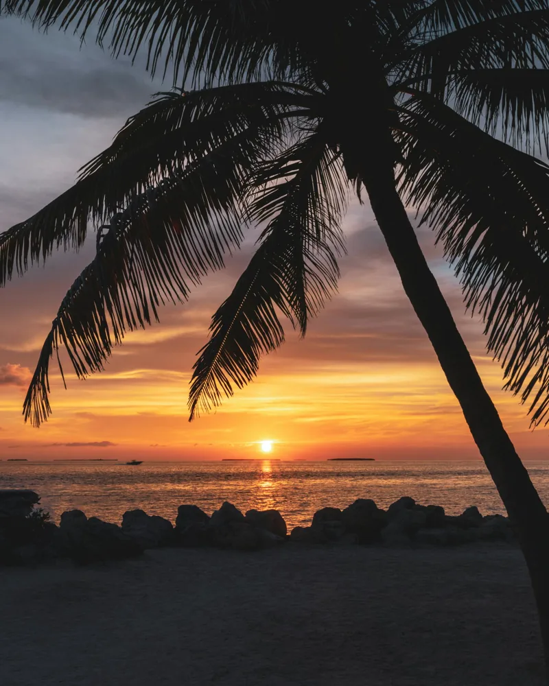 Florida tropical palm at sunset, representing the state's coastal character