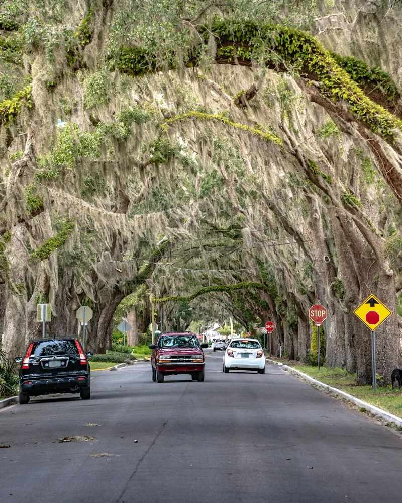 Oak-canopied street with Spanish moss, representative of North Central Florida